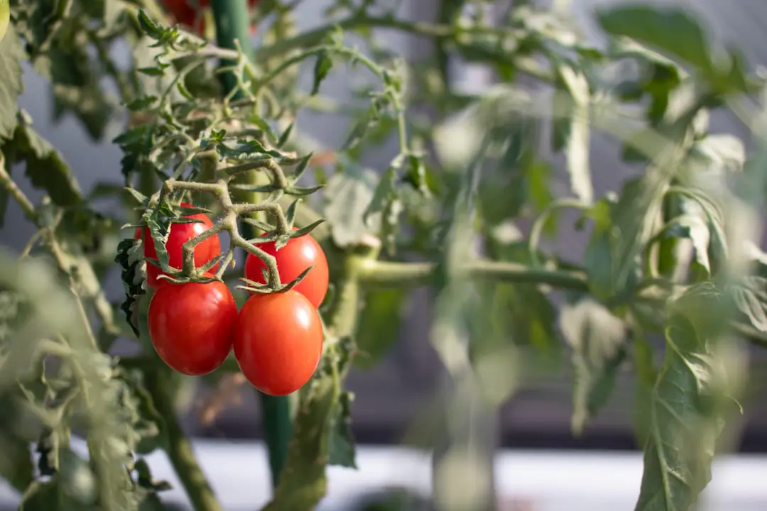 Jardin potager à Aigné aux planches paillées, terre grumeleuse et légumes entourés de fleurs utiles