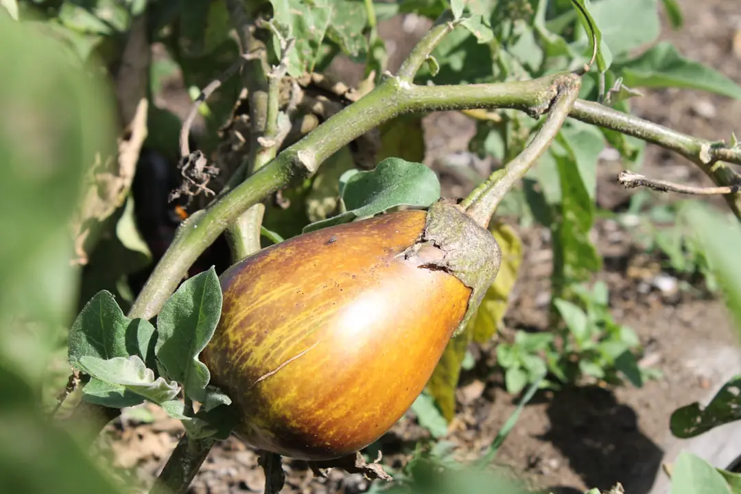 Jardiniers de tous âges préparant des planches paillées dans un jardin partagé français ensoleillé