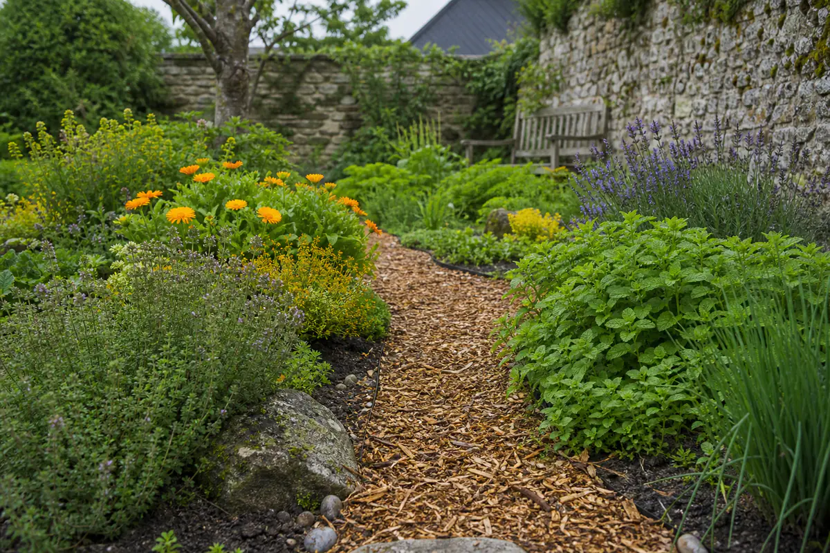 Massif de thym, mélisse, souci et lavande dans un jardin normand avec allée paillée et étiquettes végétales.