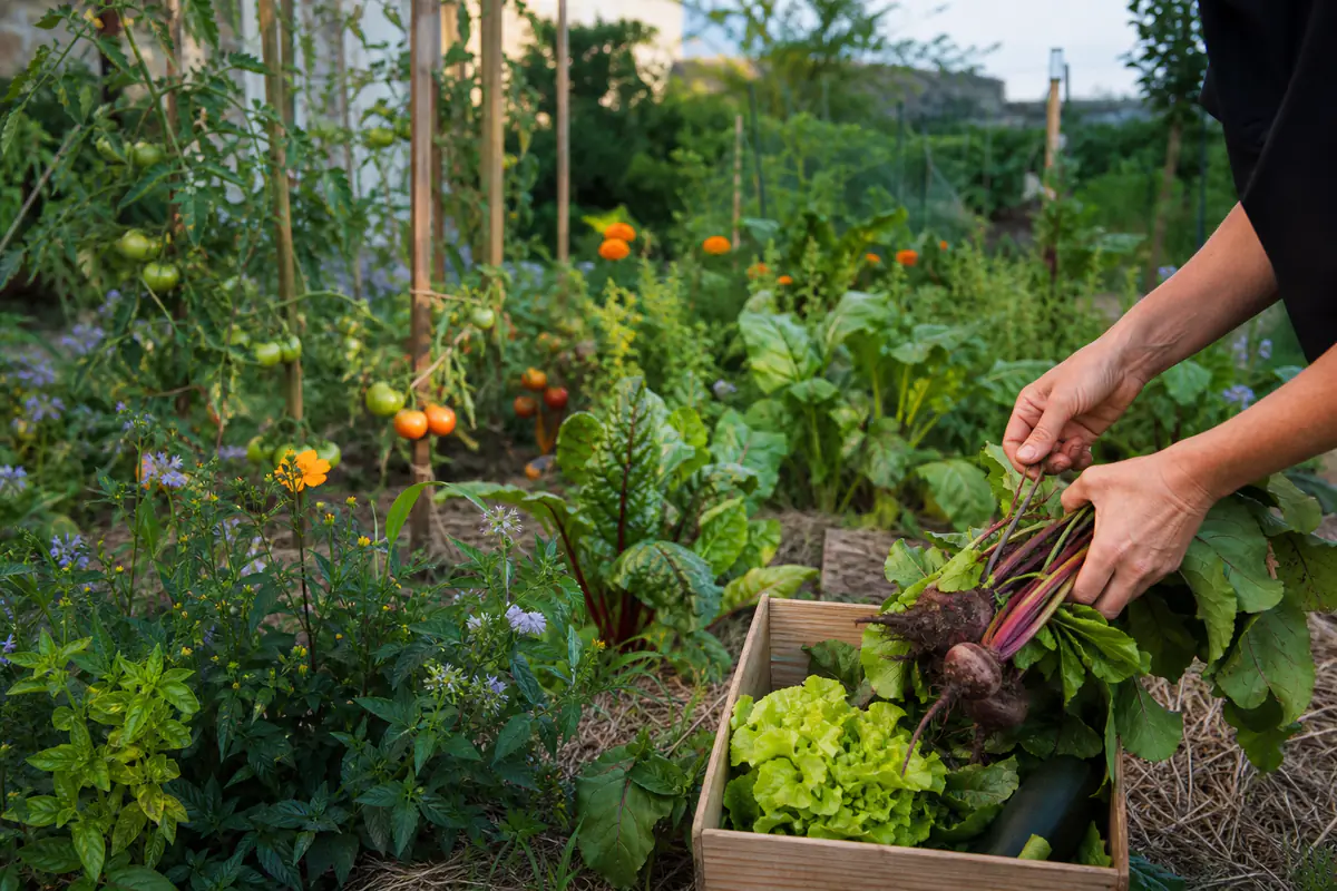 Potager vivrier français en planches paillées, avec légumes diversifiés, aromatiques et fleurs sous le soleil