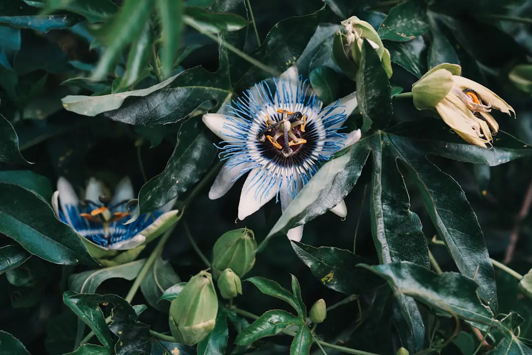 Passiflore bleue en fleurs grimpant sur un treillage contre un mur ensoleillé d’un jardin français