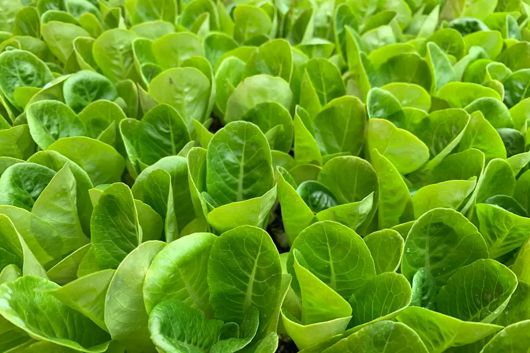Horticulteur observant les racines d’une vivace saine avant sa plantation dans un massif paillé de jardin