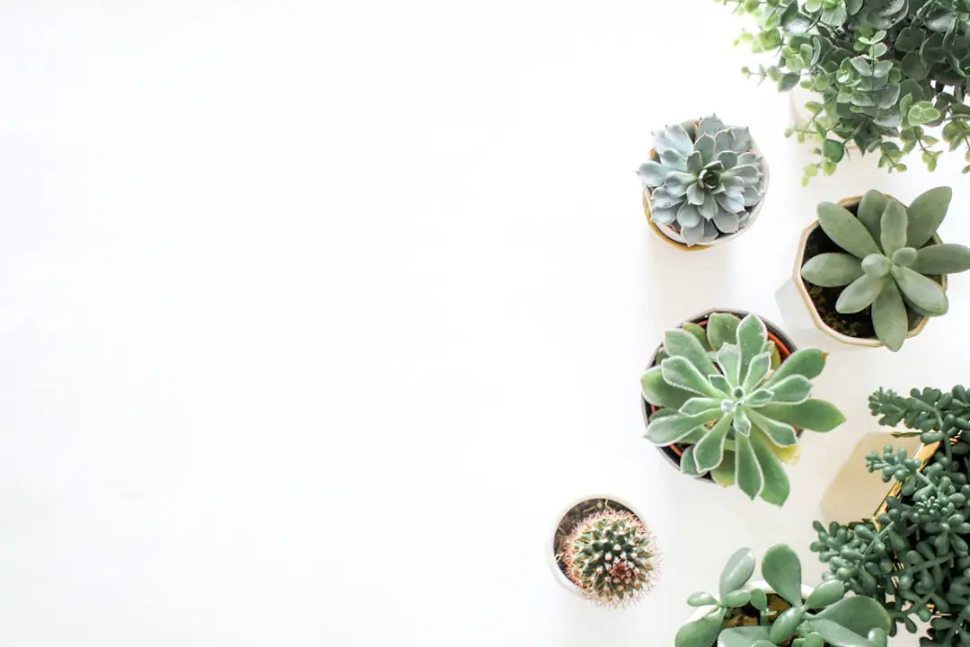 Table de troc de plantes avec boutures étiquetées, graines et jeunes plants dans une médiathèque lumineuse