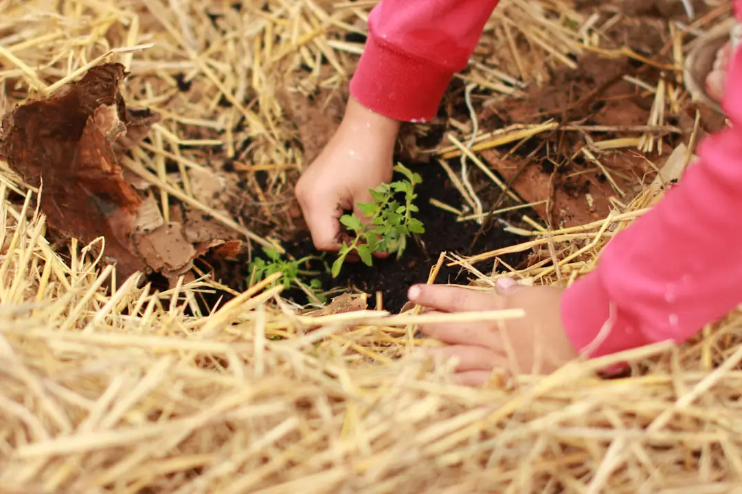 Jeune arbre fruitier tuteuré dans un jardin français, sol paillé de feuilles lors d’une plantation d’automne