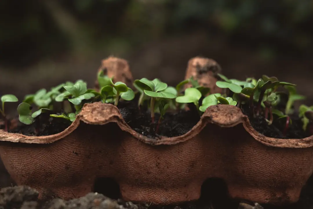 Composteur en bois dans un jardin familial, avec feuilles sèches, déchets verts et potager paillé