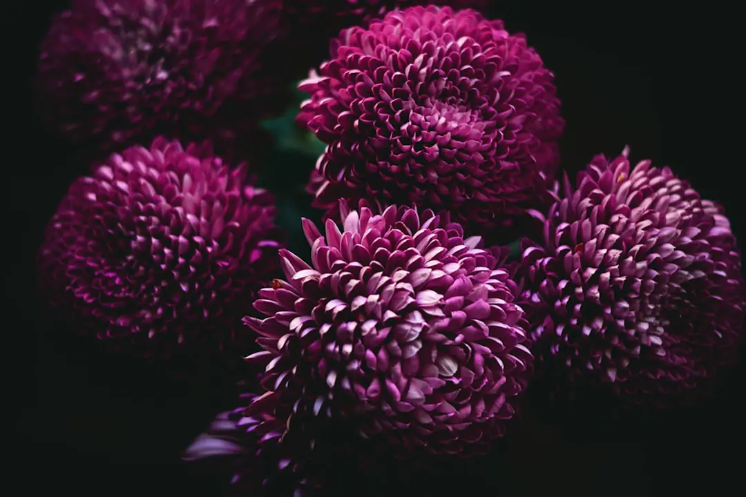 Massif fleuri naturel associant vivaces, graminées et fleurs mellifères dans un jardin français ensoleillé