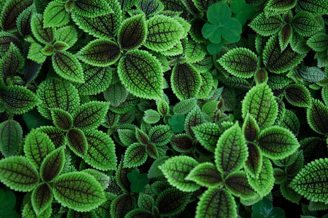 Jardiniers réunis autour de cagettes de vivaces étiquetées lors d’un échange de plantes convivial.