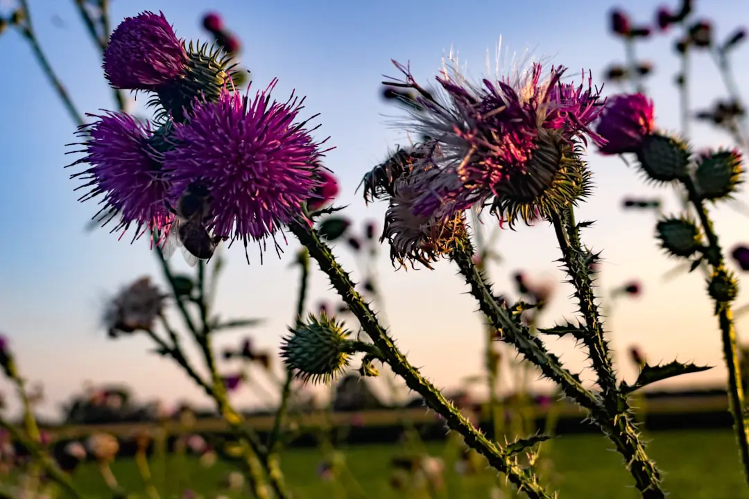 Massif fleuri devant une maison française, paillé de feuilles, avec vivaces et récupérateur d’eau discret
