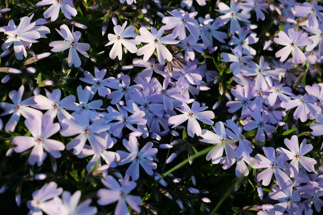 Jardin breton fleuri avec lavandes, asters et bande d’herbes hautes visités par des abeilles sauvages
