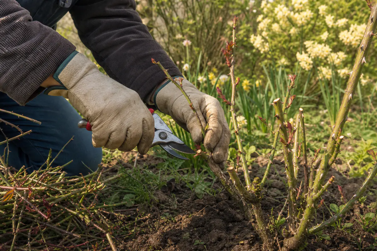 Jardinier taillant avec un sécateur un rosier au printemps dans un jardin français lumineux et fleuri