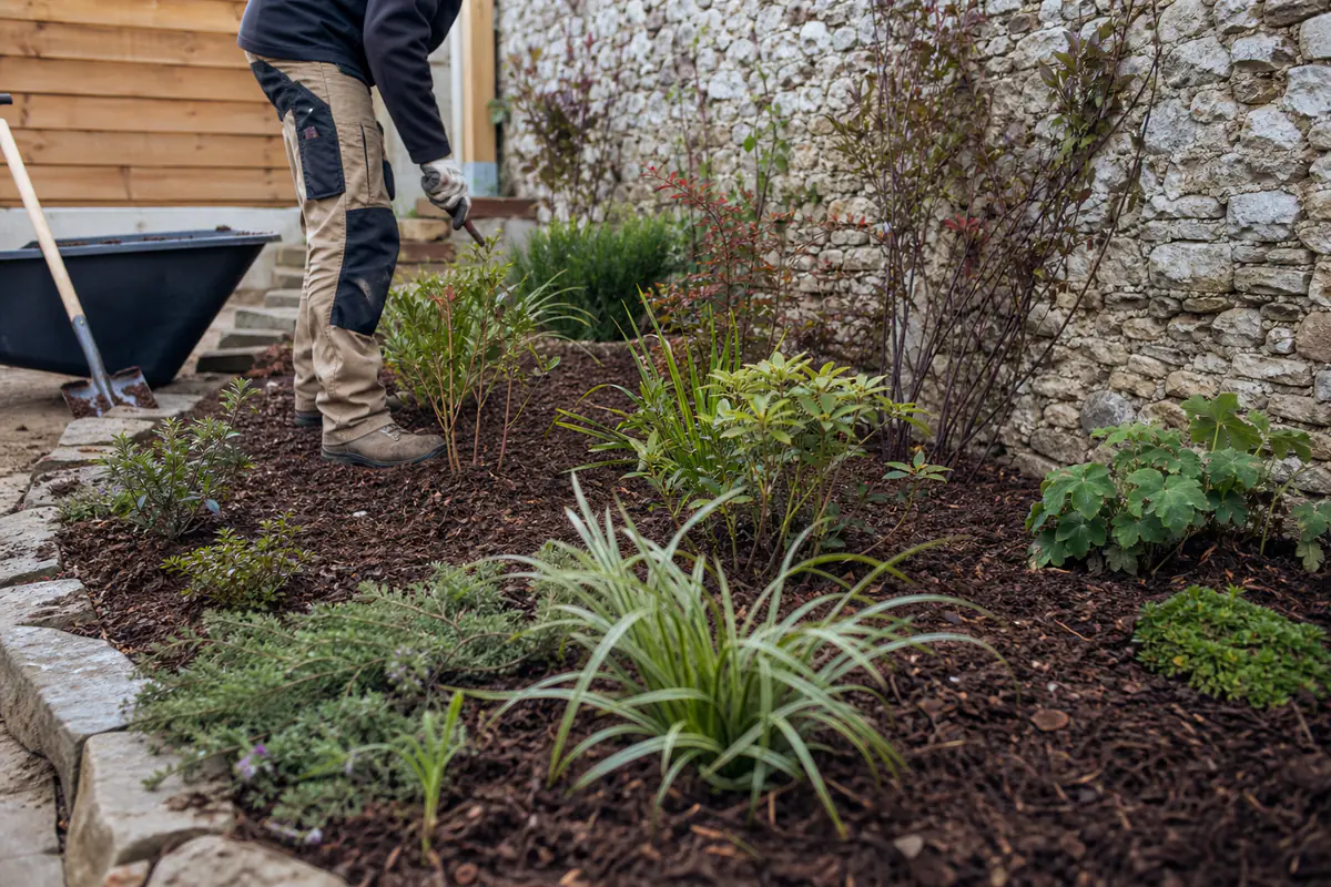 Jeune entrepreneur paysagiste préparant un massif paillé dans un jardin français avec outils manuels et arbustes