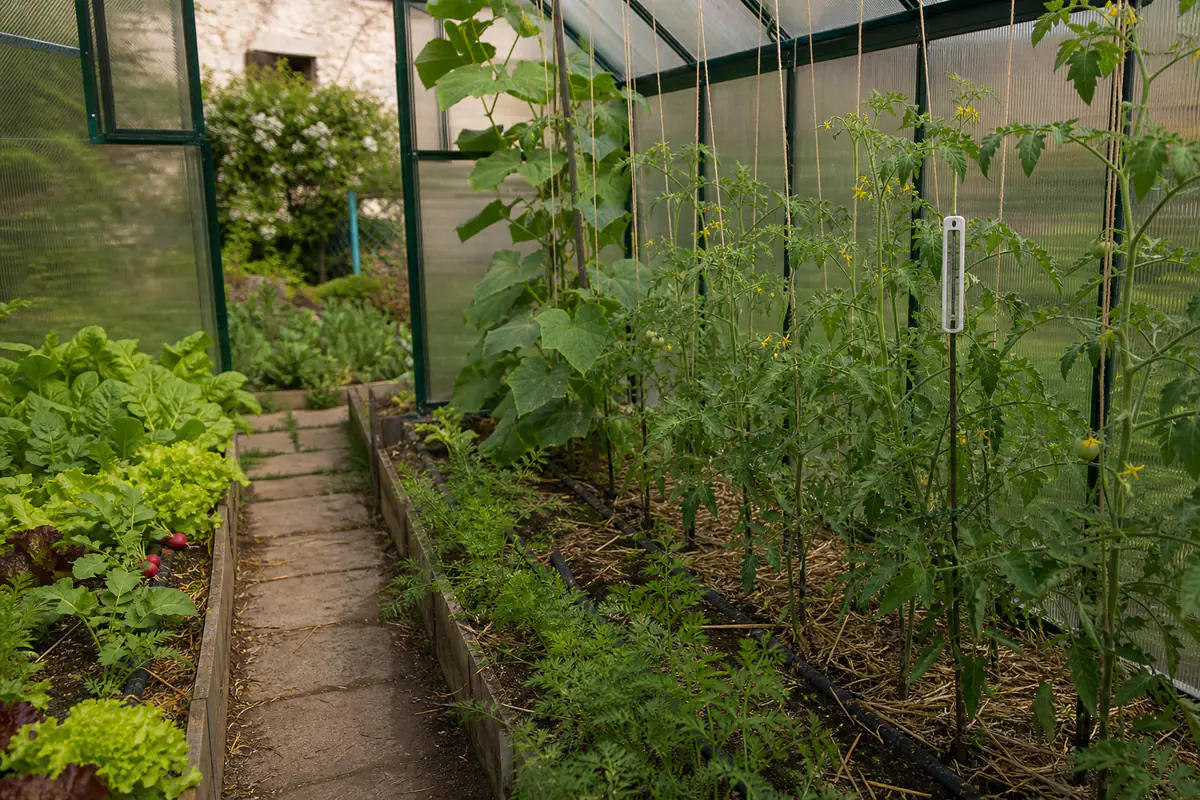 Intérieur d’une serre de jardin organisée avec goutte-à-goutte, tuteurs et légumes disposés par zones