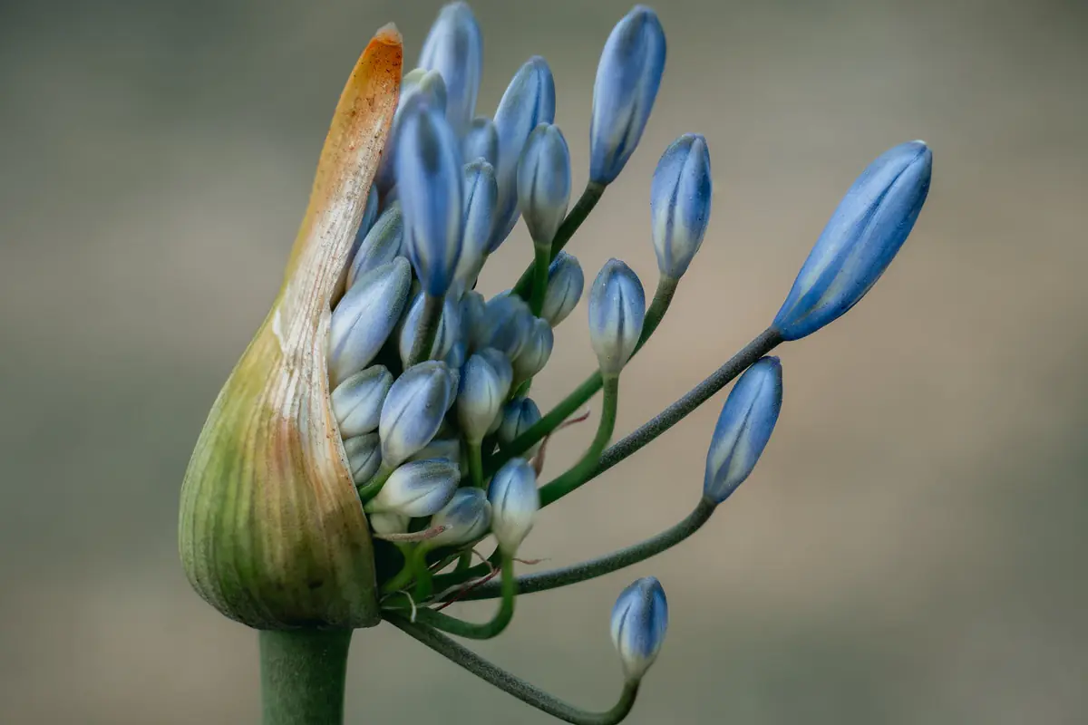 Bulbes de tulipes et de narcisses fermes, étiquetés et disposés avant plantation dans un jardin français