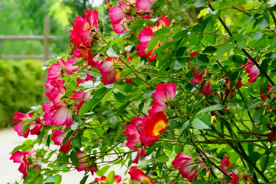 Rosier en conteneur sain et rosier à racines nues comparés sur une table de jardin au printemps