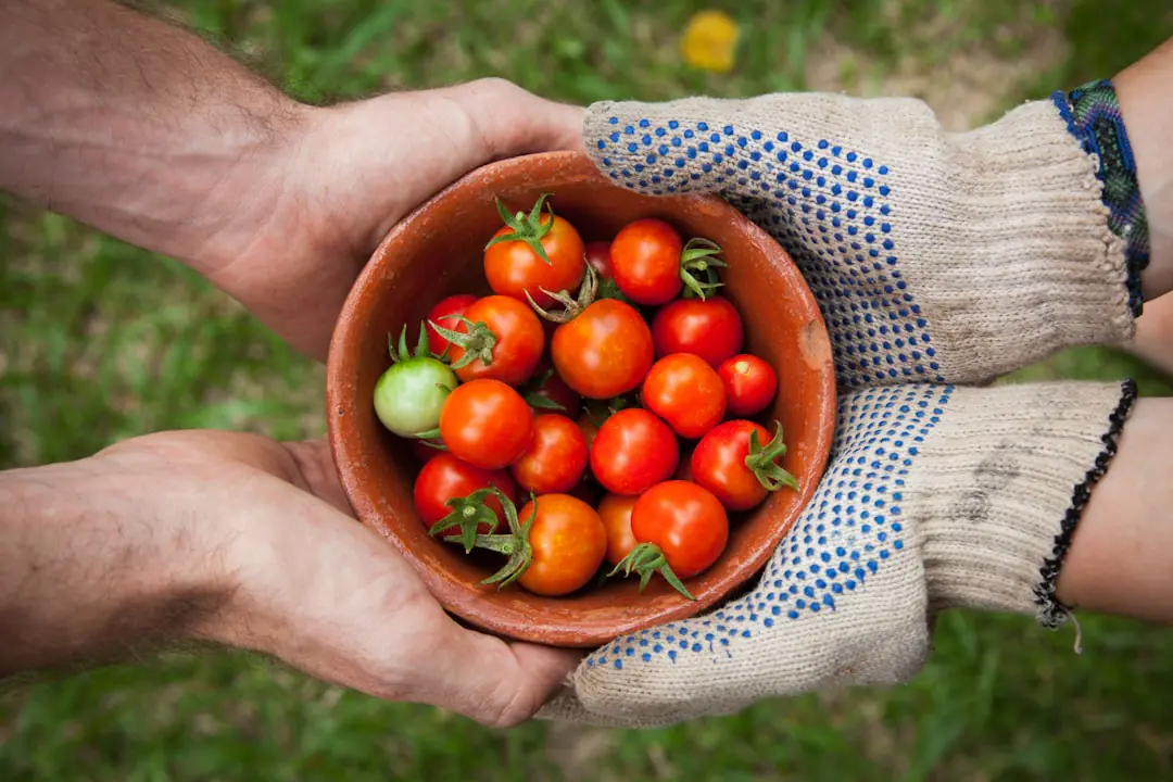 Jardin potager français en automne avec paillage de feuilles, jeunes salades et outils près d’un carré cultivé