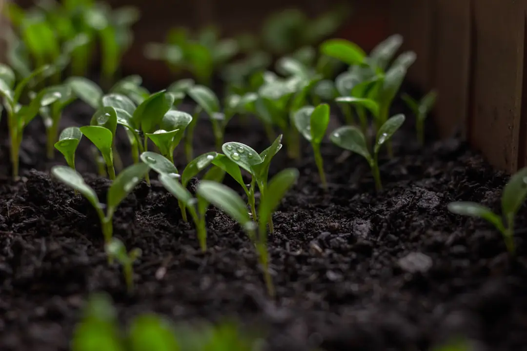 Potager en lasagnes fraîchement monté avec compost, feuilles et jeunes plants de légumes dans un jardin français