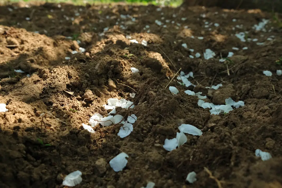 Jardinier versant un extrait de compost filtré au pied de jeunes plants de tomates paillés au potager.