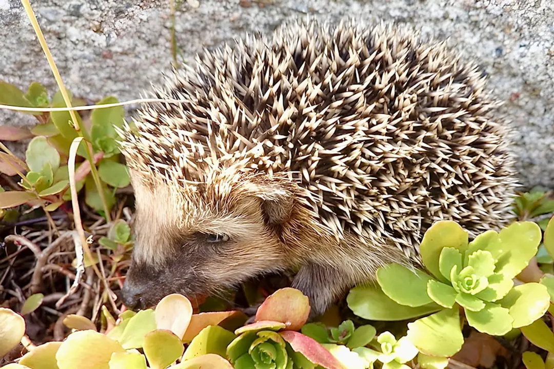 Hérisson européen avançant près d’un tas de feuilles et d’un abri en bois dans un jardin français hivernal