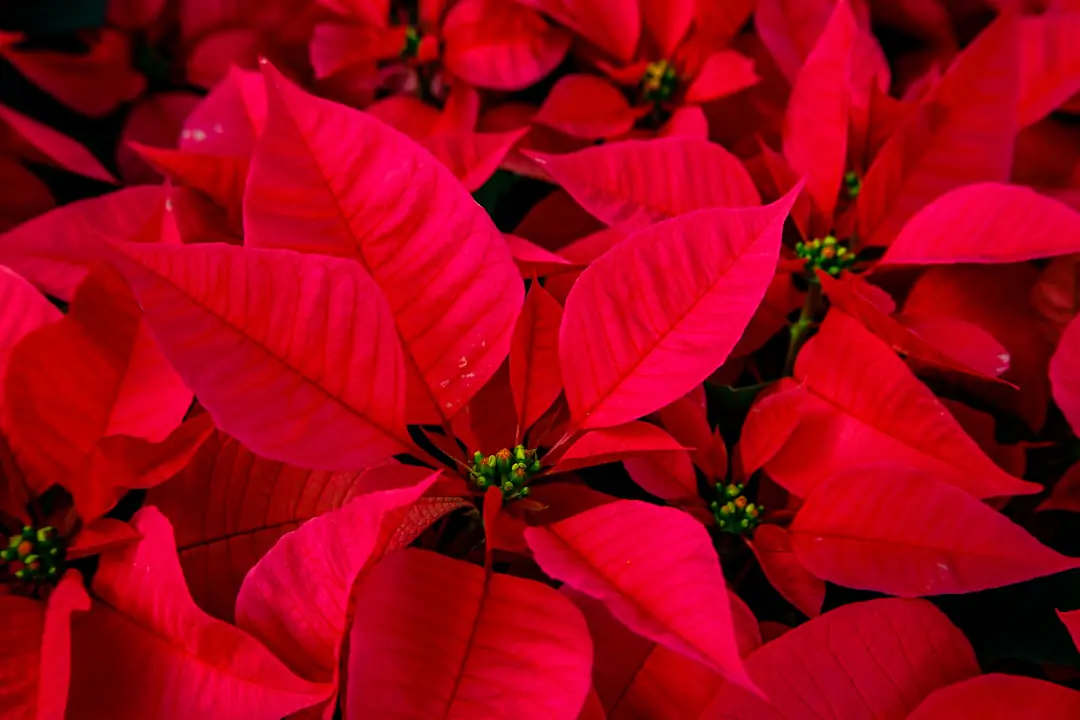 Poinsettias aux bractées rouges, roses et abricot dans un salon lumineux du Sud décoré pour Noël