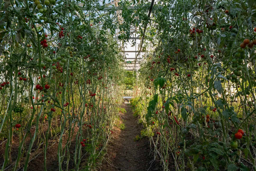 Jardinière posant du paillage au pied de légumes dans un potager français vivant et économe en eau