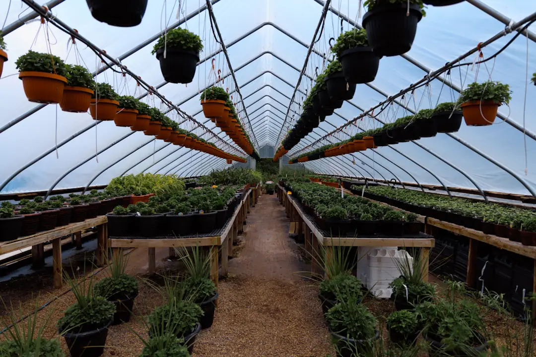 Plantes vertes d’intérieur près d’une fenêtre voilée, dans des pots percés posés sur un plateau