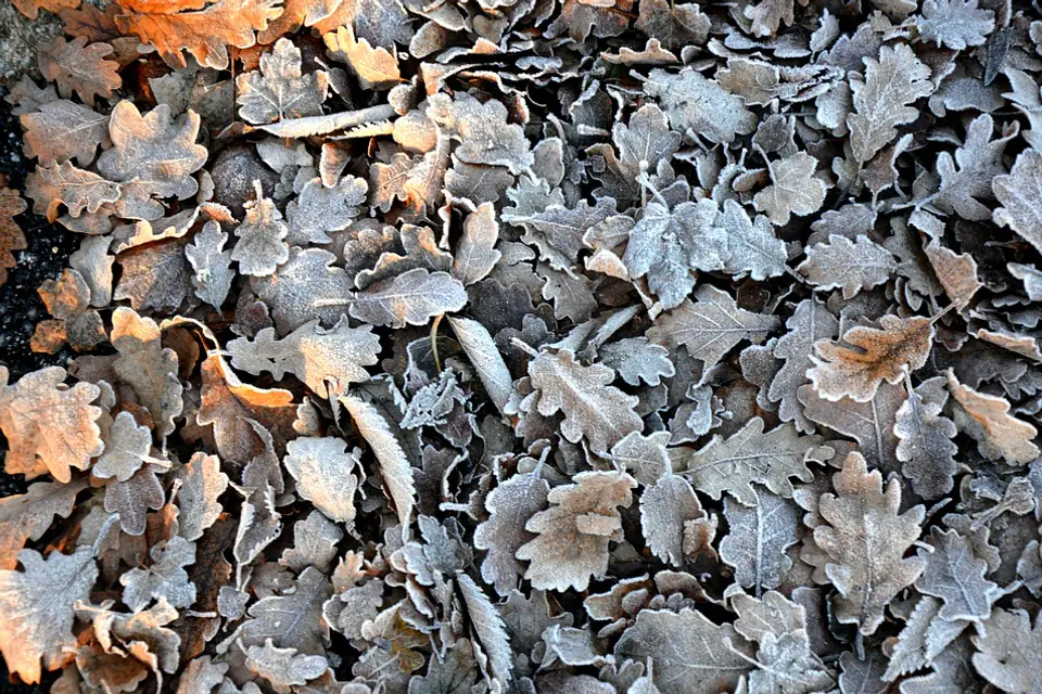 Jardin français en hiver avec voiles d'hivernage, paillage au pied des plantes et pots regroupés contre un mur