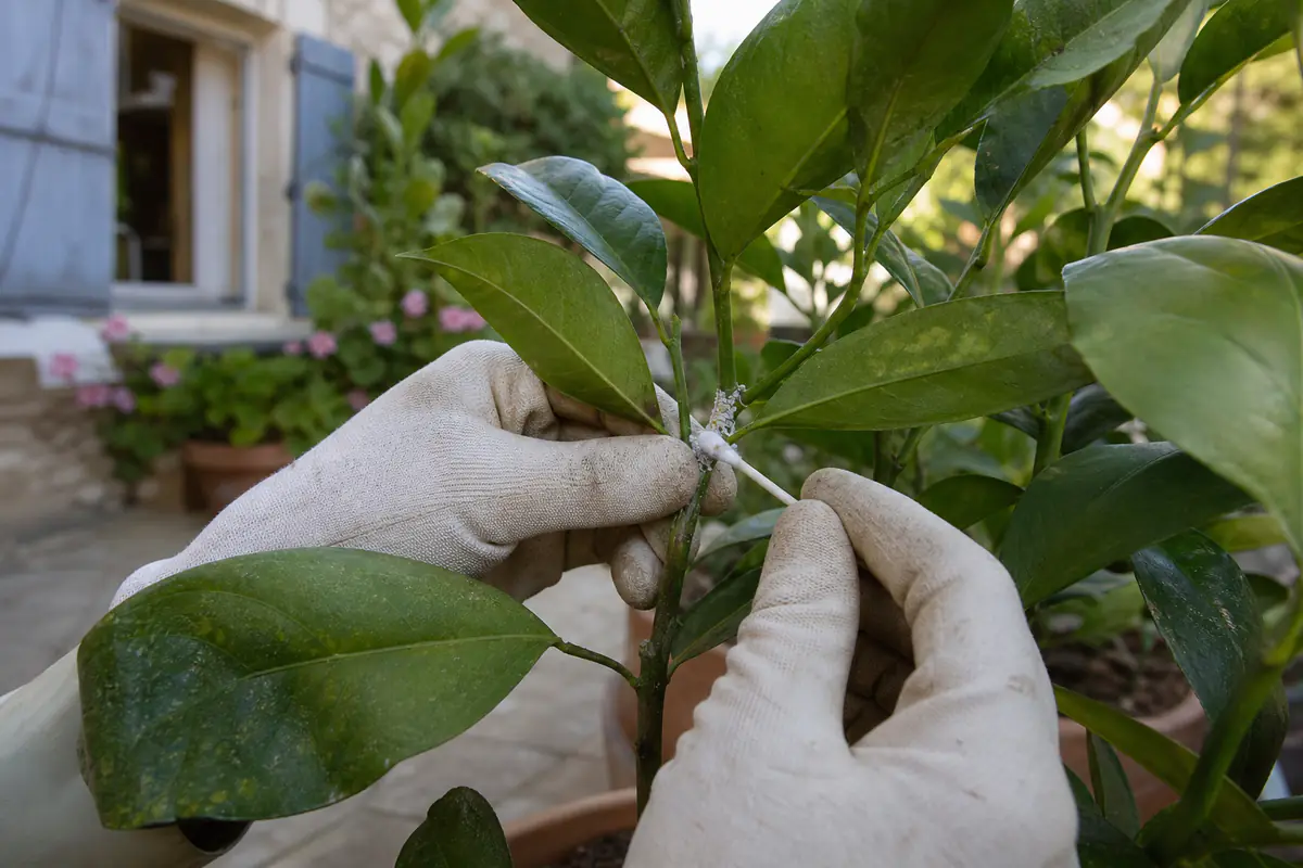 Gros plan de cochenilles farineuses blanches sur les tiges d’une plante verte en pot, inspectée à la main.