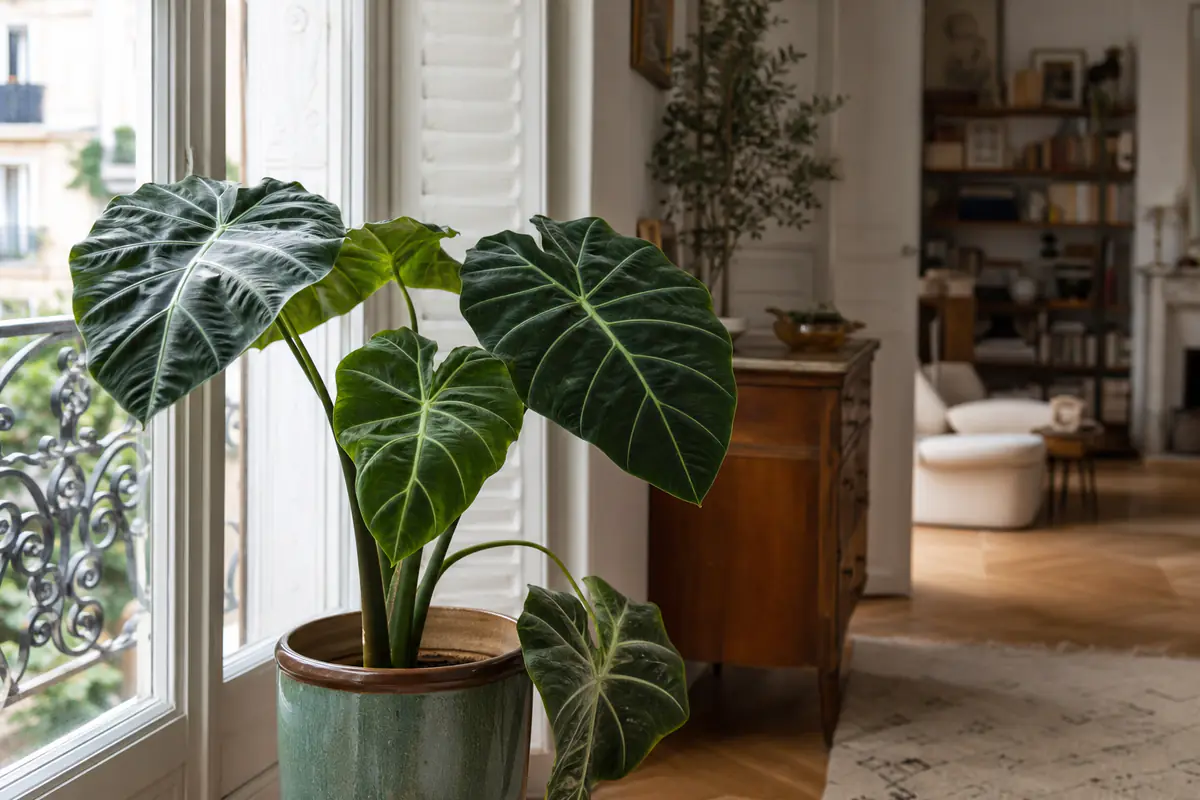 Alocasia aux grandes feuilles en forme de cœur dans un pot en céramique, intérieur français lumineux