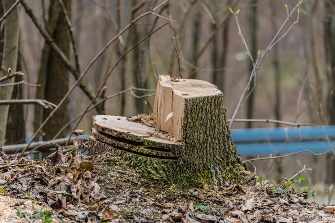 Jardinier équipé d’un casque et de protections débitant une bûche sur chevalet avec une tronçonneuse