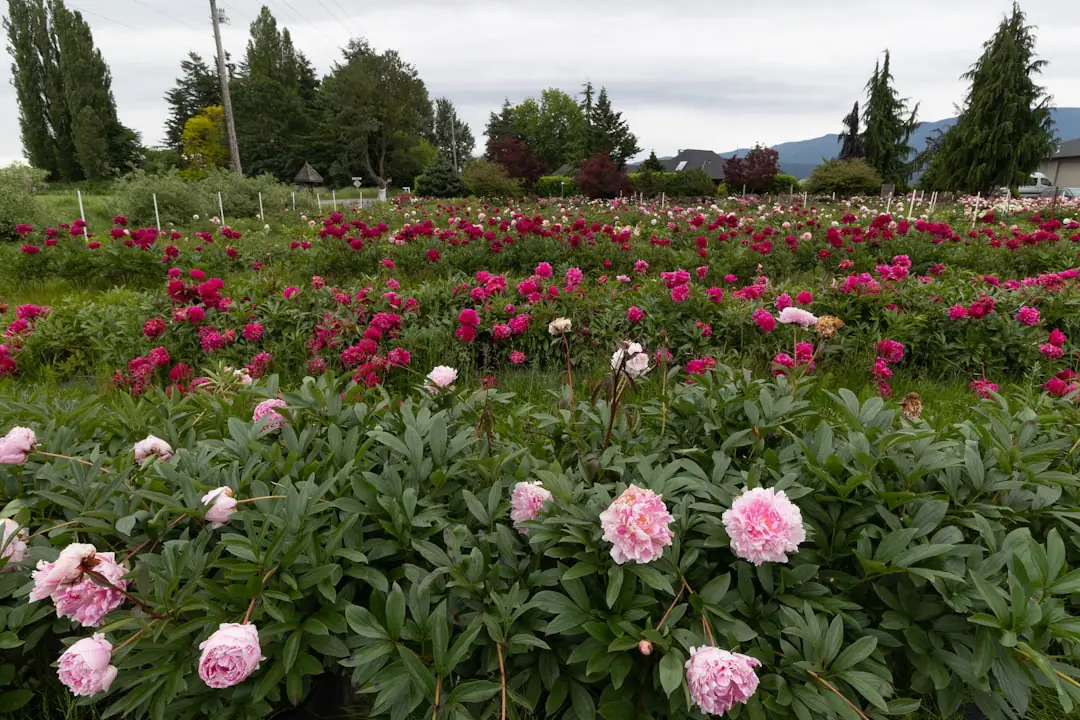 Main coupant une fleur fanée de pivoine rose au sécateur dans un jardin français ensoleillé