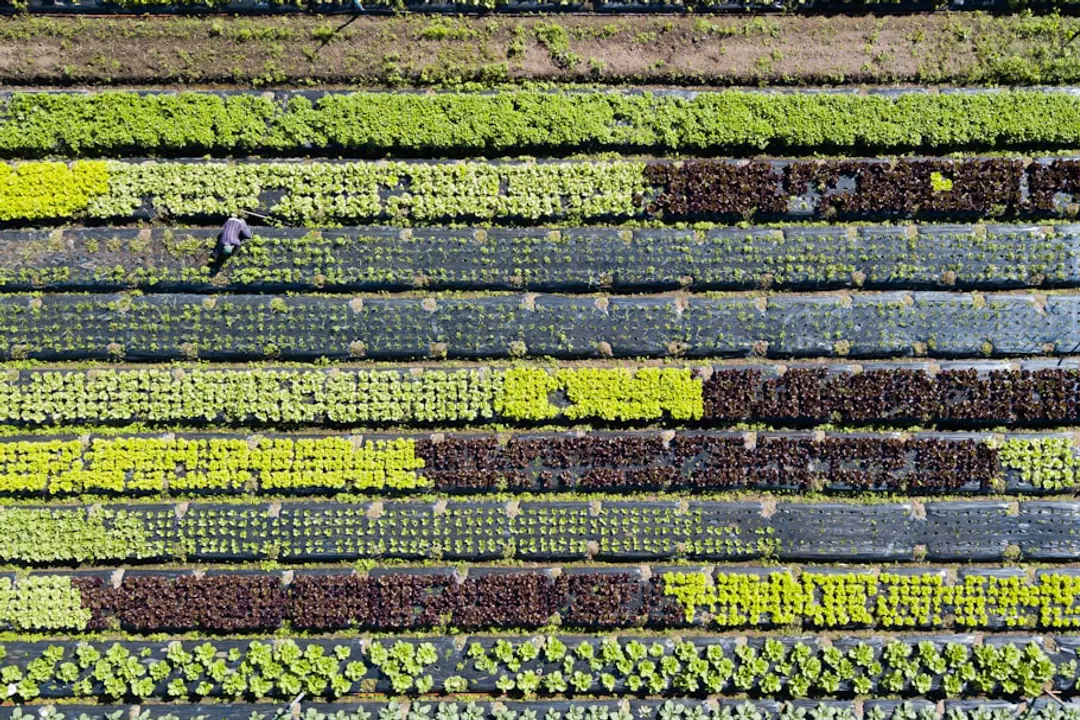 Jardin écoresponsable à Amilly avec haie variée, paillage végétal, récupérateur d’eau et fleurs sauvages