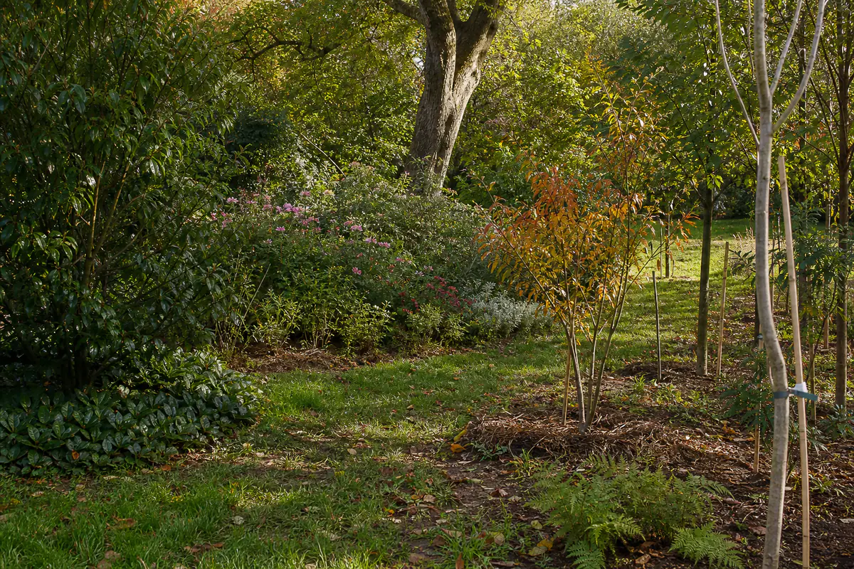 Jardin français arboré avec jeunes arbres paillés, arbustes de lisière et clairière en lumière naturelle