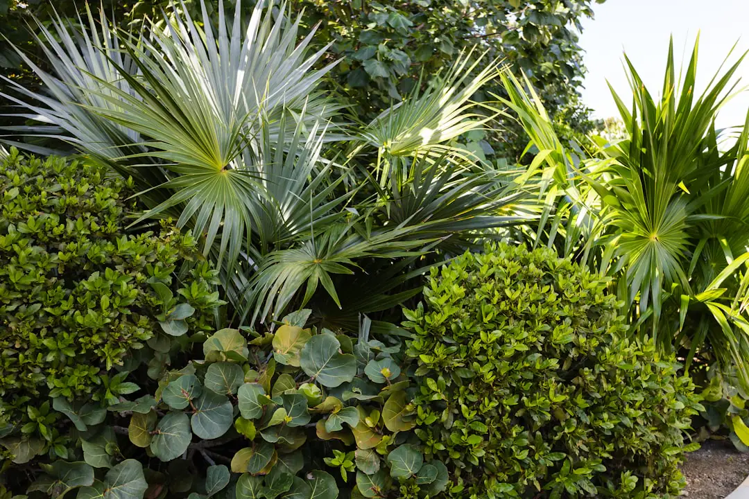 Massif de jardin français structuré en strates avec petit arbre, arbustes fleuris, vivaces et couvre-sols