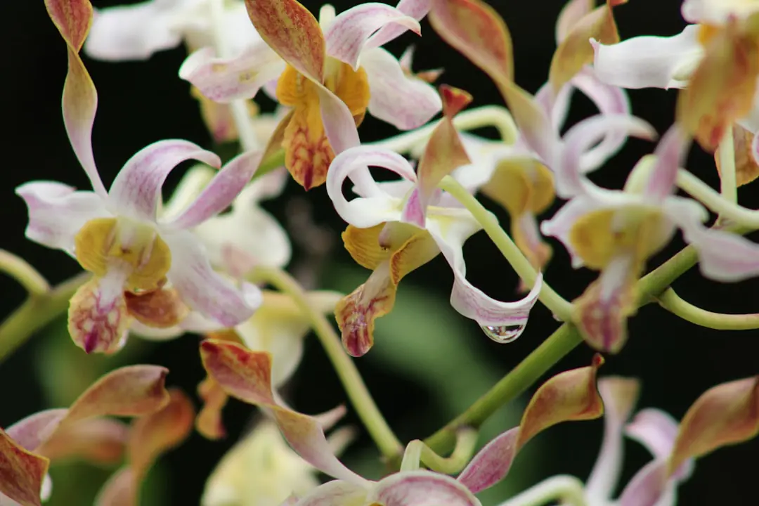 Orchidée Phalaenopsis dans un pot transparent égouttant après un bain d’arrosage sur un plan de travail lumineux