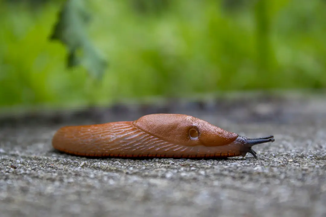 Jeunes salades du potager protégées par des collerettes, avec une limace sur un sol humide au crépuscule.