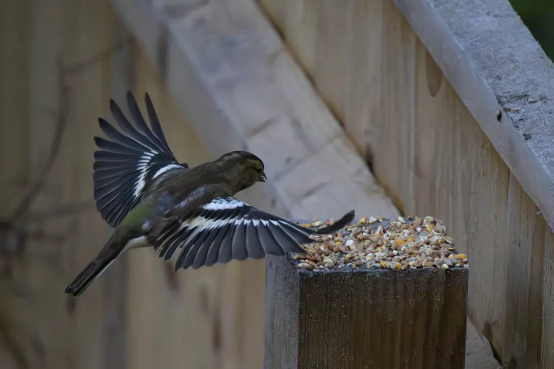 Mésange bleue posée sur une mangeoire en bois remplie de graines de tournesol dans un jardin givré