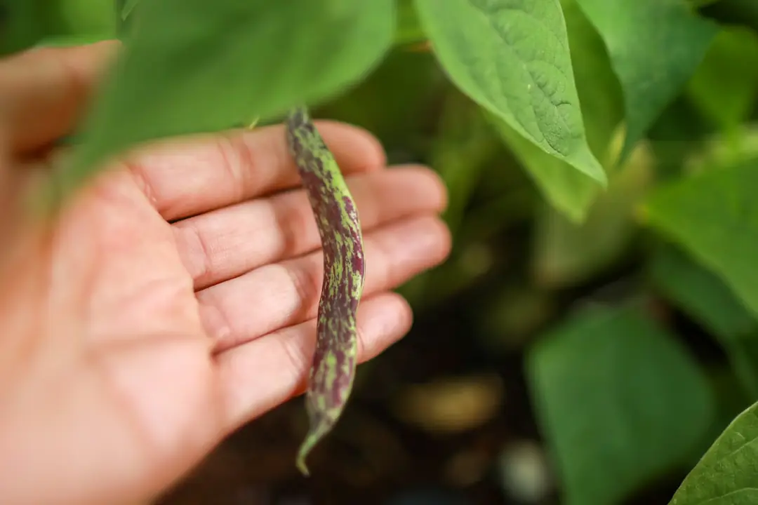 Potager biologique français avec tomates, salades et paillage organique autour de jeunes plants
