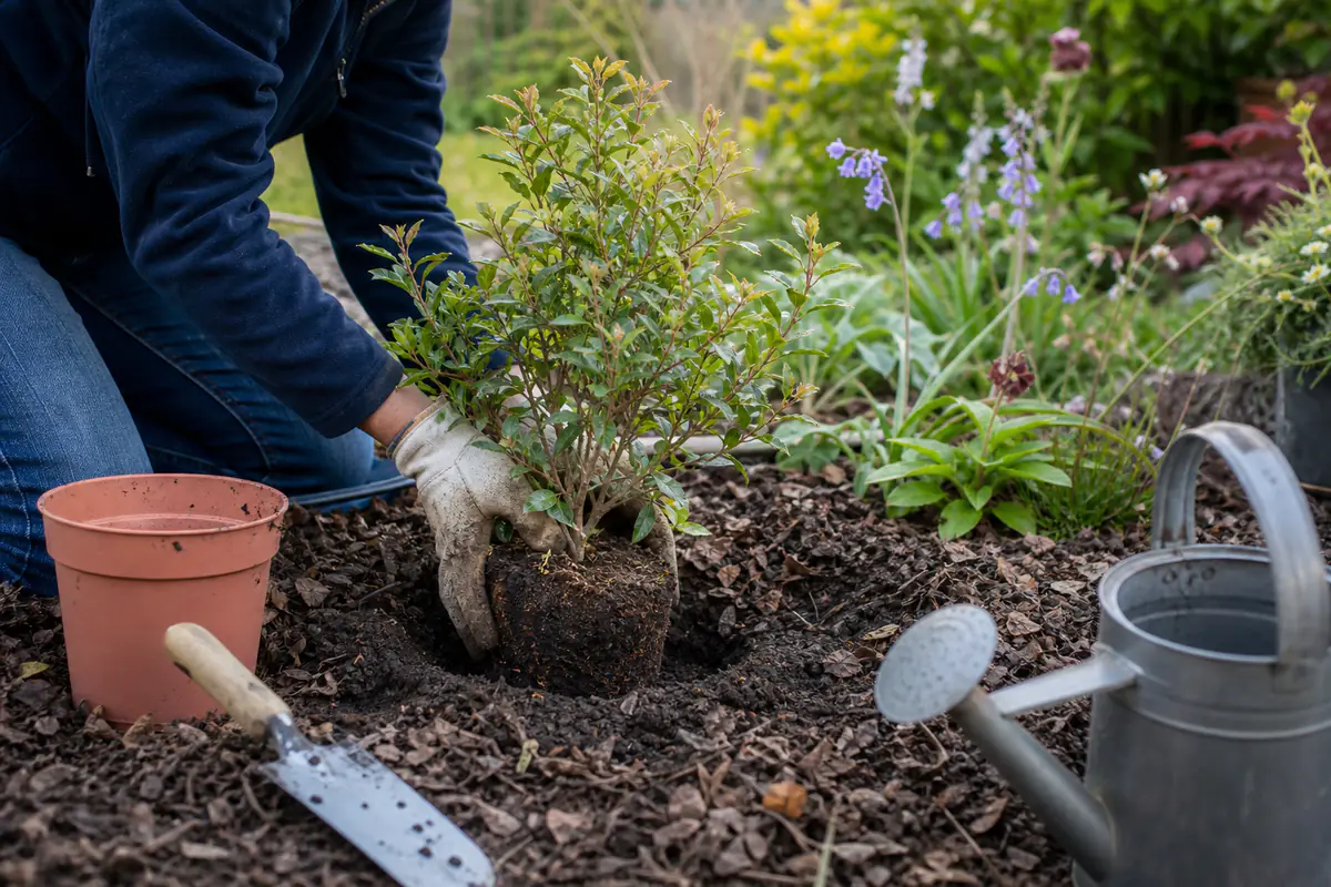 Jardinier plantant un petit arbuste en motte dans une terre paillée d’un jardin français lumineux