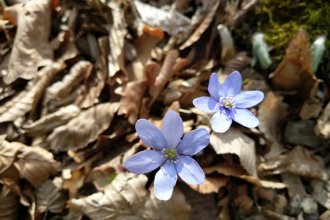 Touffe d’hépatique aux fleurs bleu mauve épanouies sur un sol de feuilles dans un jardin d’ombre en hiver