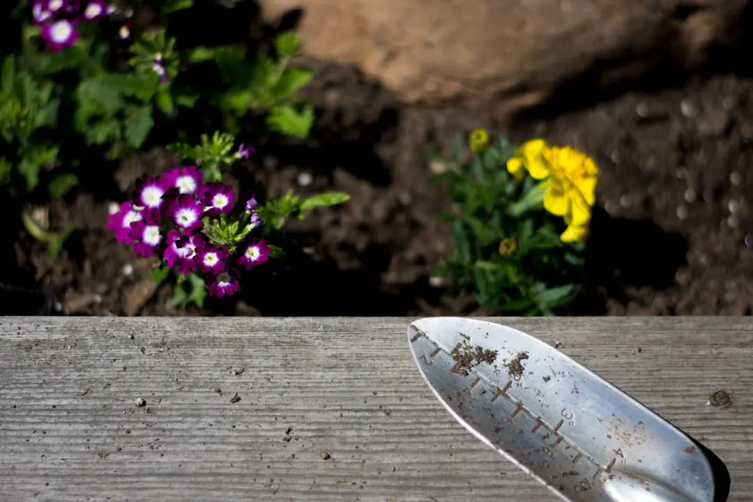Jardinier paillant un massif de vivaces près d’un récupérateur d’eau dans un jardin français familial