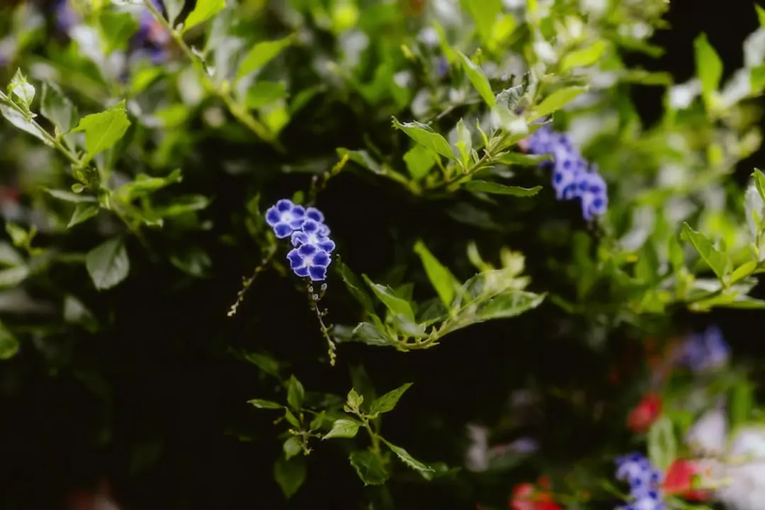 Jardinier étalant du compost sur un massif paillé au début du printemps, parmi des vivaces et bulbes en fleurs