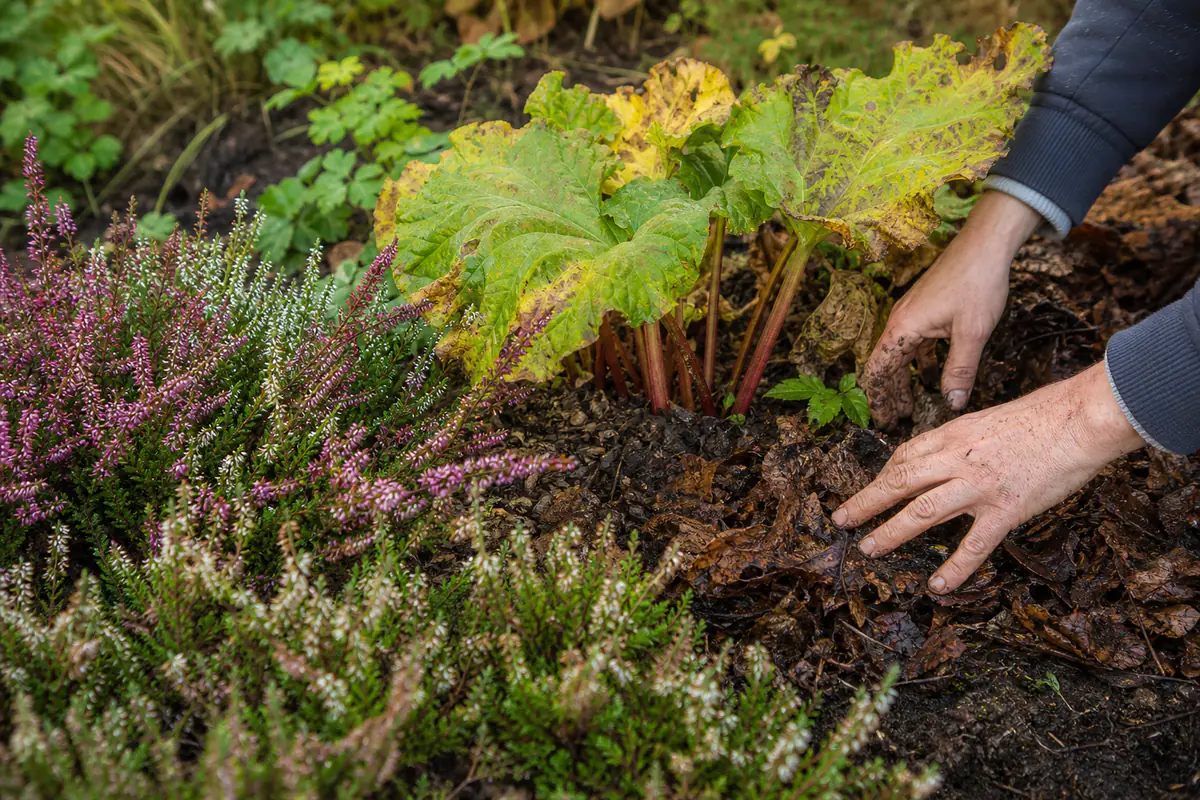Bruyères en fleurs et touffe de rhubarbe paillées dans un jardin français au début de l’automne