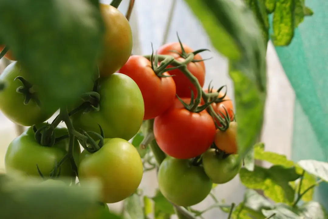 Plants de tomates paillés sous un voile d'ombrage léger dans un potager français en plein été