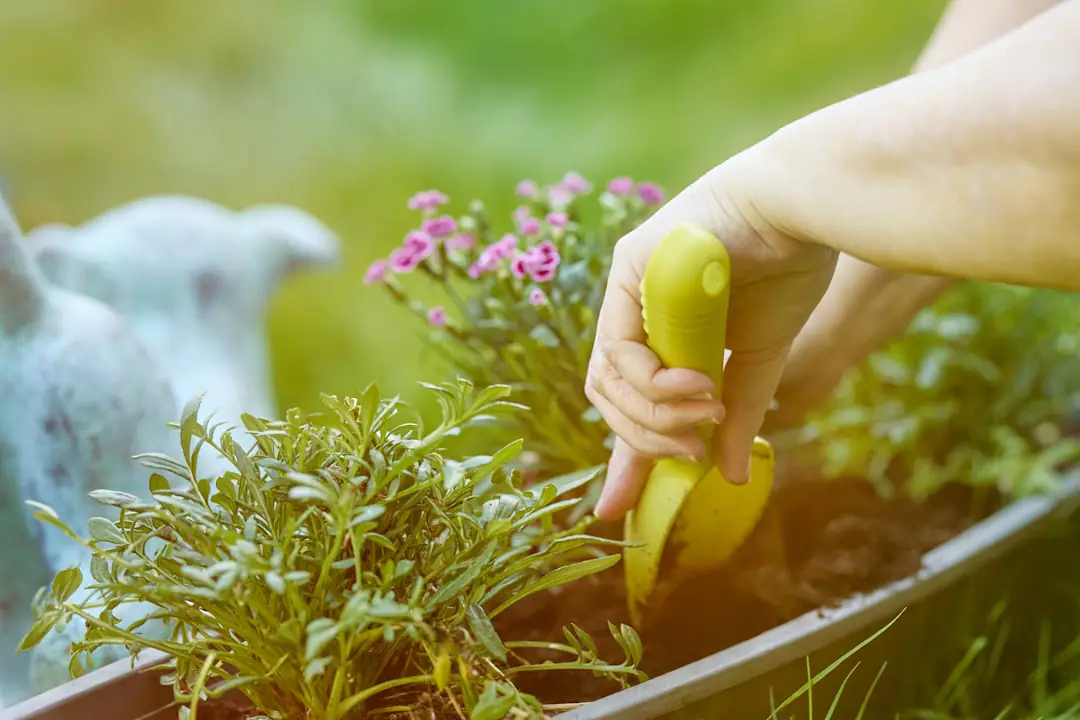 Jardin potager français paillé, tomates et aromatiques arrosées au pied sous un soleil d’été
