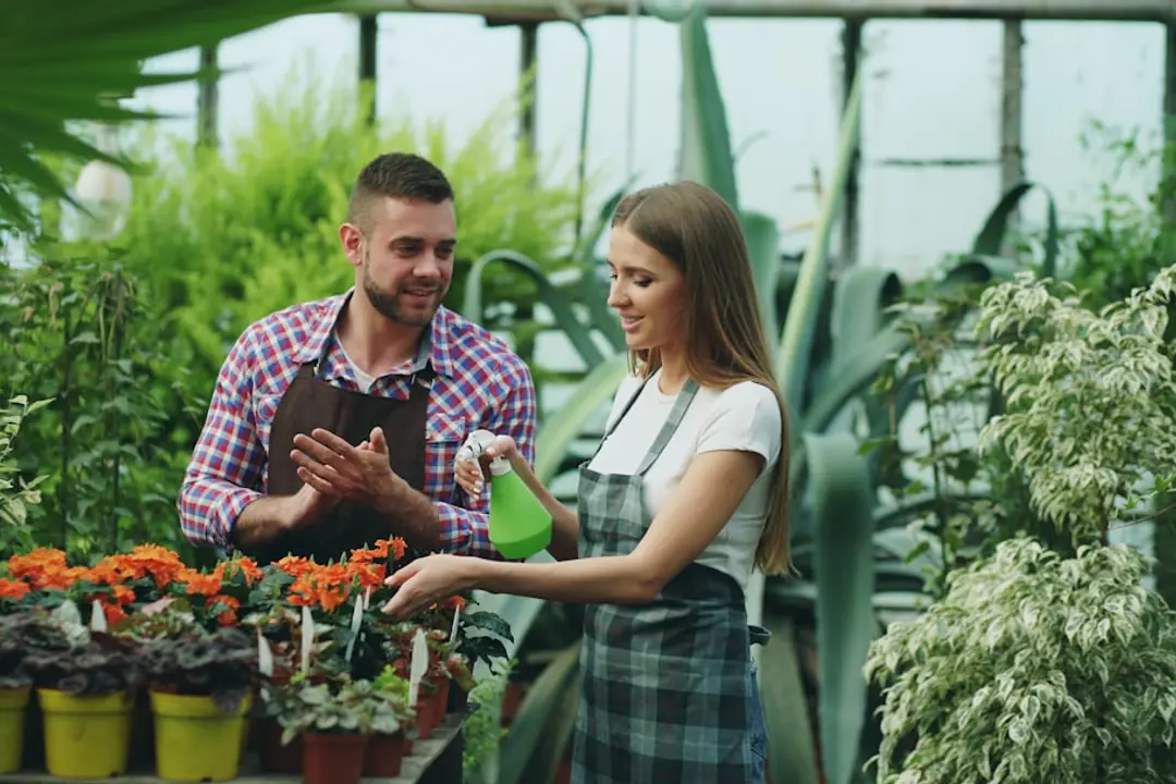 Jardinier arrosant au pied des tomates paillées et récoltant des haricots dans un potager français en août