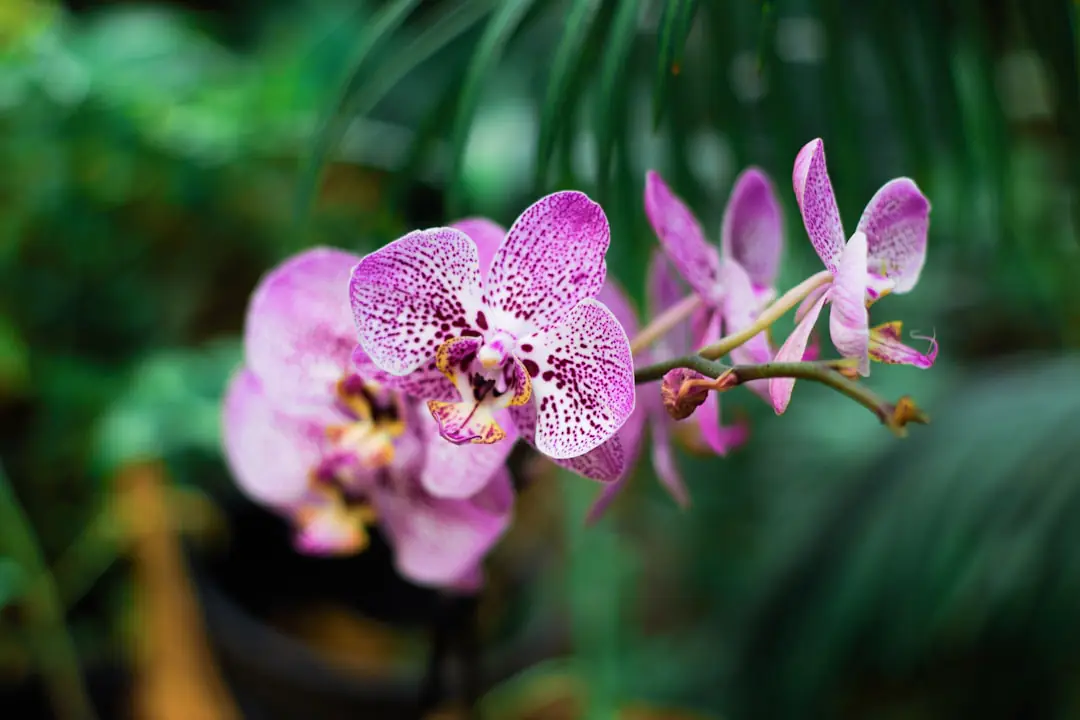 Rempotage d’une orchidée phalaenopsis dans un pot transparent avec écorces et racines aériennes visibles