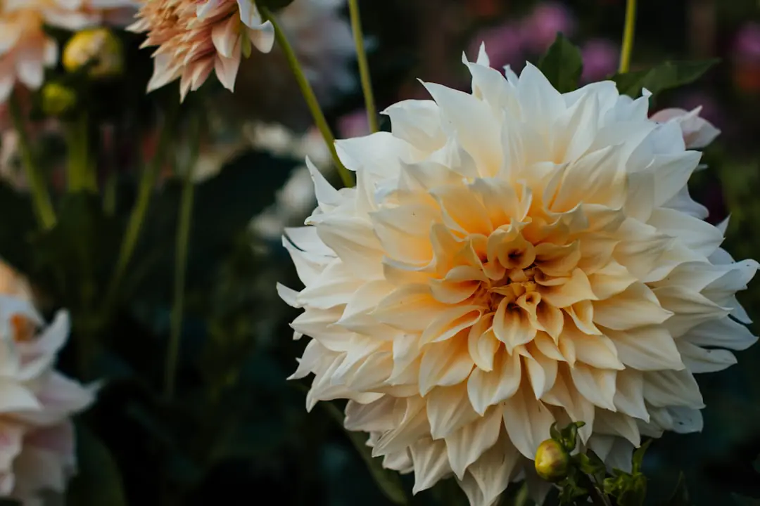 Massif de dahlias rose, bordeaux et orange tuteurés, en pleine floraison dans un jardin français d’été