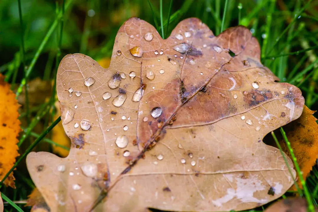 Jardin français en novembre avec feuilles au sol, paillage de massif et plantation d’un jeune arbuste