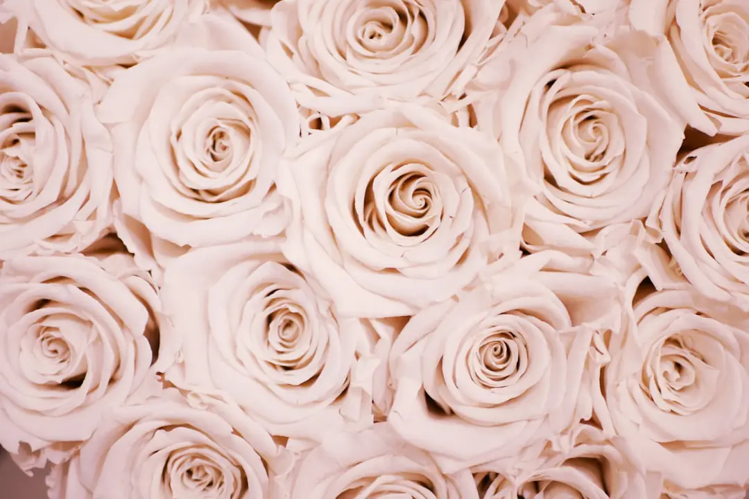 Jardinier supprimant une rose fanée sur un rosier remontant fleuri dans un jardin français en juin