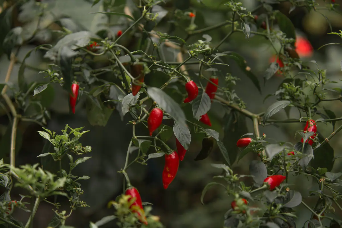 Plants de piments rares en pots dans un jardin français abrité, avec fruits violets, orange et rouges mûrs